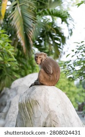 Wild macaque monkey sitting on rock in tropical jungle.