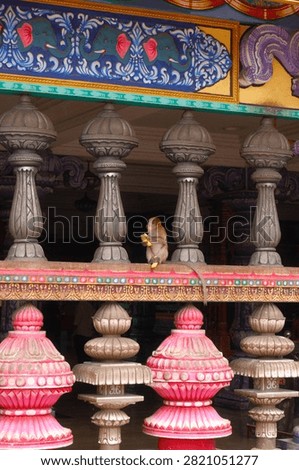 A wild macaque monkey sitting on an ornate balustrade and eating a banana at Batu Caves, Malaysia