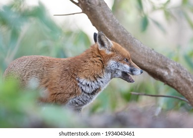 A Wild Majestic Red Fox, British Wildlife, Uk Nature, Portrait Of Animal, Uk Wildlife