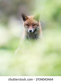 A Wild Majestic Red Fox, British Wildlife, Uk Nature, Portrait Of Animal, Uk Wildlife