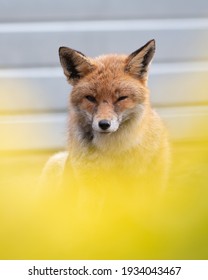 A Wild Majestic Red Fox, British Wildlife, Uk Nature, Portrait Of Animal, Uk Wildlife