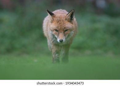 A Wild Majestic Red Fox, British Wildlife, Uk Nature, Portrait Of Animal, Uk Wildlife