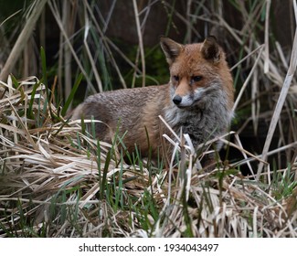 A Wild Majestic Red Fox, British Wildlife, Uk Nature, Portrait Of Animal, Uk Wildlife