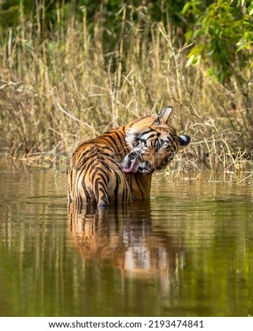 wild male bengal tiger cooling off in water and licking fight wounds by tongue out on forelimb body parts in natural green background during outdoor forest safari at central india - panthera tigris