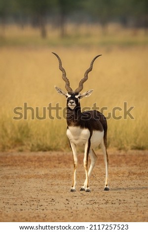 Similar – Waterbuck in Lake Samburu National Park, Kenya