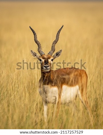 Similar – Waterbuck in Lake Samburu National Park, Kenya