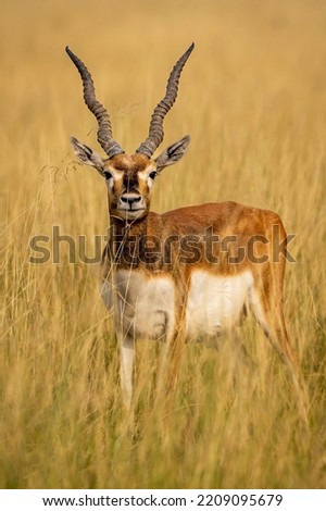 Similar – Waterbuck in Lake Samburu National Park, Kenya