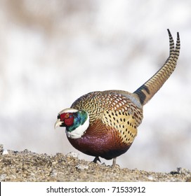 Wild male Common Ring-neck Pheasant, Phasianus colchicus, on pile of wheat tailings