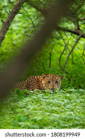 Wild Male Indian Leopard Or Panther Stalking From Natural Green Background In Monsoon Season Safari - Panthera Pardus Fusca