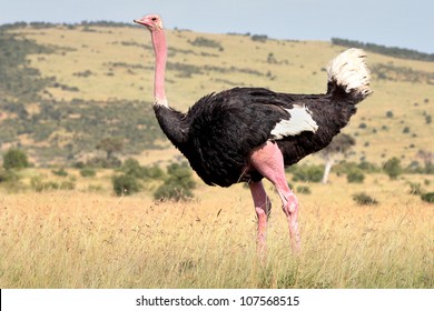 1,136 Masai Ostrich Images, Stock Photos & Vectors 