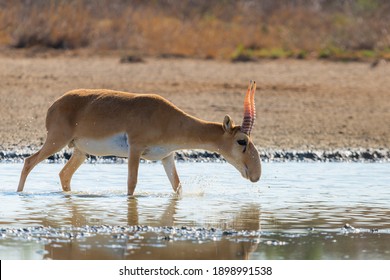 ワイルド 男 の画像 写真素材 ベクター画像 Shutterstock