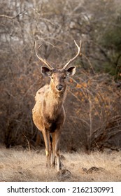 Wild male Sambar deer or rusa unicolor close up or portrait with long antlers head on in dry hot summer season safari at ranthambore national park forest reserve rajasthan india asia