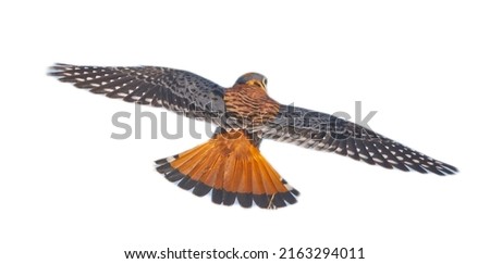 Wild male Southeastern American Kestrel - Falco sparverius in flight, back dorsal view with wings and tail spread. Isolated cutout on white background