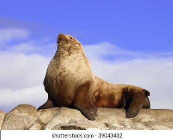 Wild Male Steller Sea Lion