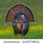 Wild male Tom Osceola turkey - Meleagris gallopavo osceola - strutting while facing camera, full bright red, blue iridescent color display, tail spread, great feather detail, long beard 