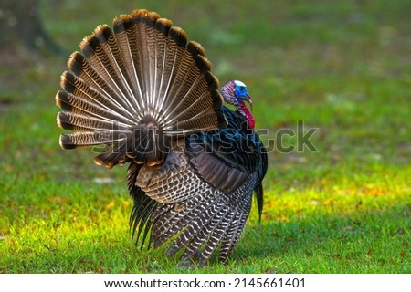 wild male Tom Turkey struts with tail feathers spread, view from behind, mating season display ritual for females.  Florida Osceola turkey - Meleagris gallopavo osceola
