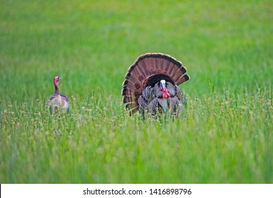 A Wild Male Turkey Displaying For His Lady In A Field Of Green Grass.