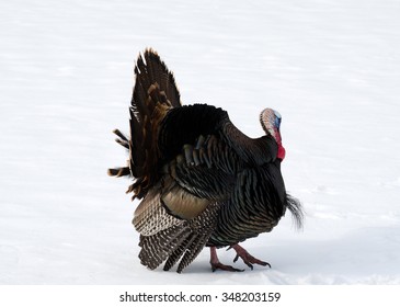 Wild male turkey in spring on snow.
