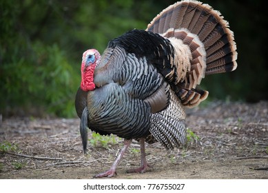 Wild Male Turkey Strutting Feathers For Females