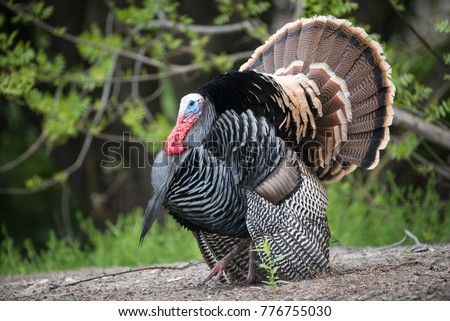 wild male turkey strutting feathers for females