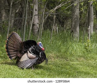 Wild Male Turkey Strutting In The Spring.