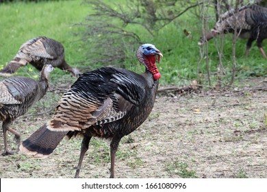 Wild Male Turkey Watching Over Group Of Female Turkeys In Background Grazing For Food In Northern California 