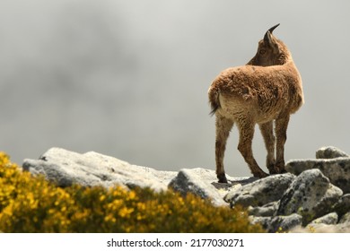 Wild Males In The Sierra De Gredos