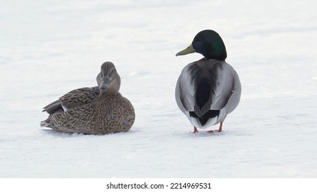 750 Hibernating Birds Images, Stock Photos & Vectors | Shutterstock