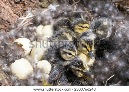 wild mallard duck, mallard duck nest, birth of chicks, hatching of ducklings, duck family, little ducklings, wild bird, sit on eggs, environmental protection, hatch offspring, eggs in the nest
