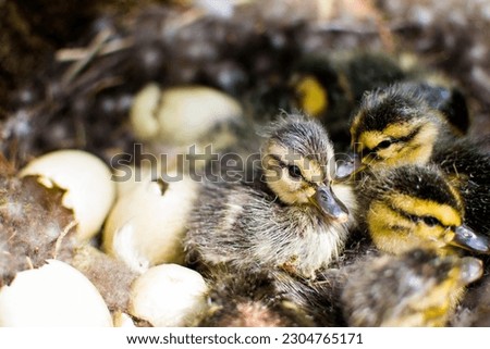 wild mallard duck, mallard duck nest, birth of chicks, hatching of ducklings, duck family, little ducklings, wild bird, sit on eggs, environmental protection, hatch offspring, eggs in the nest