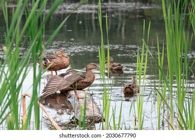 Wild Mallard Duck Stretching Wing Sits On Log Floating In The Lake Water Among The Reeds 