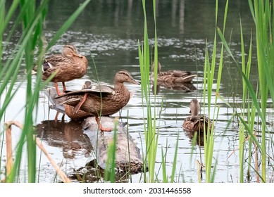 Wild Mallard Ducks Sit In A Pond On A Log Floating In The Water Among The Reeds