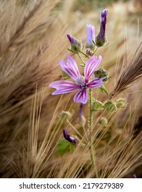 Wild Mallow In The Wind. High Quality Photo