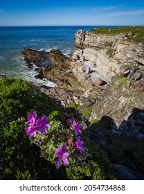 Wild Malva or Hooded-leaf Pelargonium (Pelargonium cucullatum) with views of Sievers Point and the Cliff Path. Hermanus. Whale Coast. Overberg. Western Cape. South Africa - Shutterstock ID 2054734868