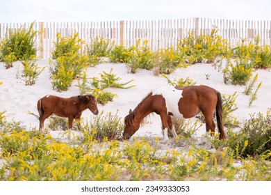 A wild mare and her foal grazing at Assateague Island State Park, Maryland - Shutterstock ID 2349333053