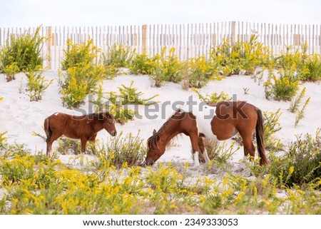 A wild mare and her foal grazing at Assateague Island State Park, Maryland