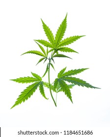 Wild Marijuana Plant Isolated On The White Background.