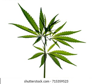 Wild Marijuana Plant Isolated On The White Background.