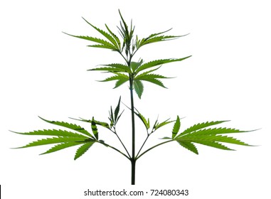 Wild Marijuana Plant Isolated On The White Background.