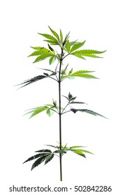 Wild Marijuana Plant On The White Background. Isolated.