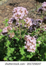 Wild Marjoram Flowers In Midsummer
