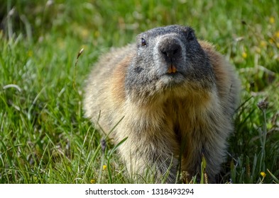 Marmot Smiles Directly Into Camera Stock Photo (Edit Now) 1127677079