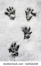 Wild Marmot Paw Tracks In The Snow, Italian Alps