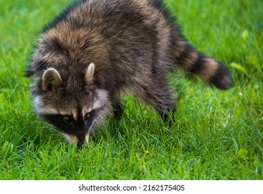 A Wild Masked Bandit Raccoon Sniffs The Ground As It Crosses A Grassy Green Lawn In The Daytime.