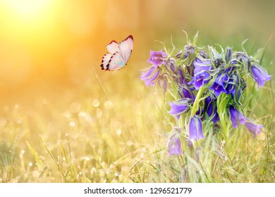 wild meadow blue flowers and butterfly on morning sunlight background. Spring field background - Shutterstock ID 1296521779