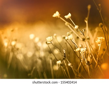Wild meadow flower