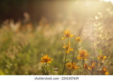 Wild meadow flowers at sunset - Shutterstock ID 2241507659
