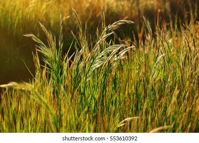 Wild Meadow Grass On Blurred Nature Background