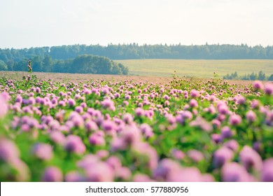Wild meadow of pink clover flower in green grass field. Natural soft sunset sunlight at spring field. Summer nature outdoor landscape, pastel colors beautiful countryside nature. Spring nature blossom