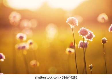 wild meadow pink flowers on morning sunlight background. Autumn field background - Powered by Shutterstock